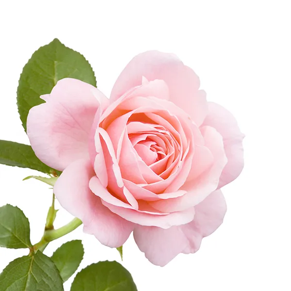 Agnes Mary 'Ann' Powell